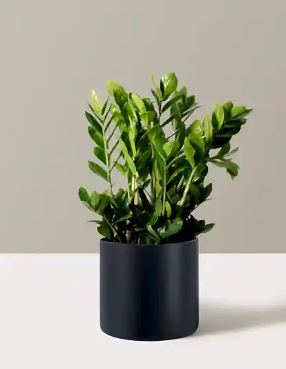 ZZ Plant