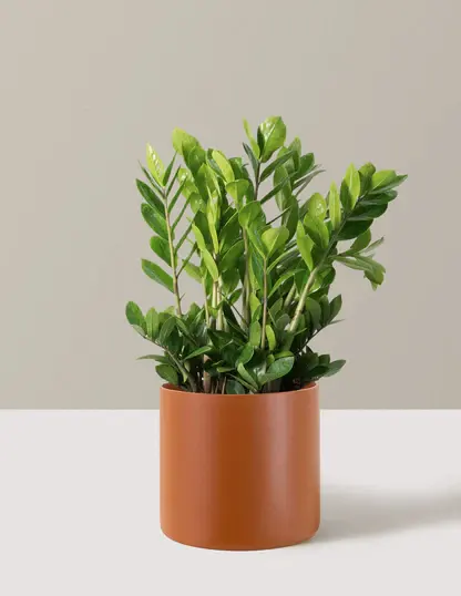 ZZ Plant