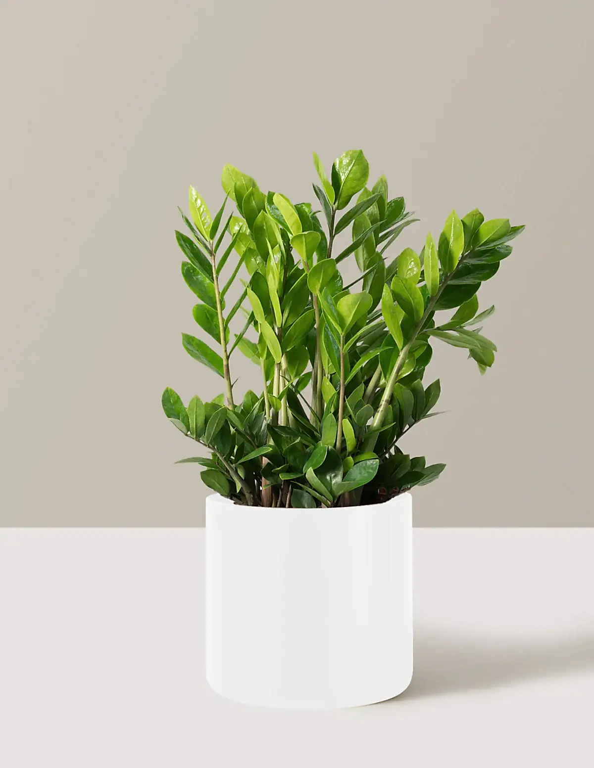 ZZ Plant