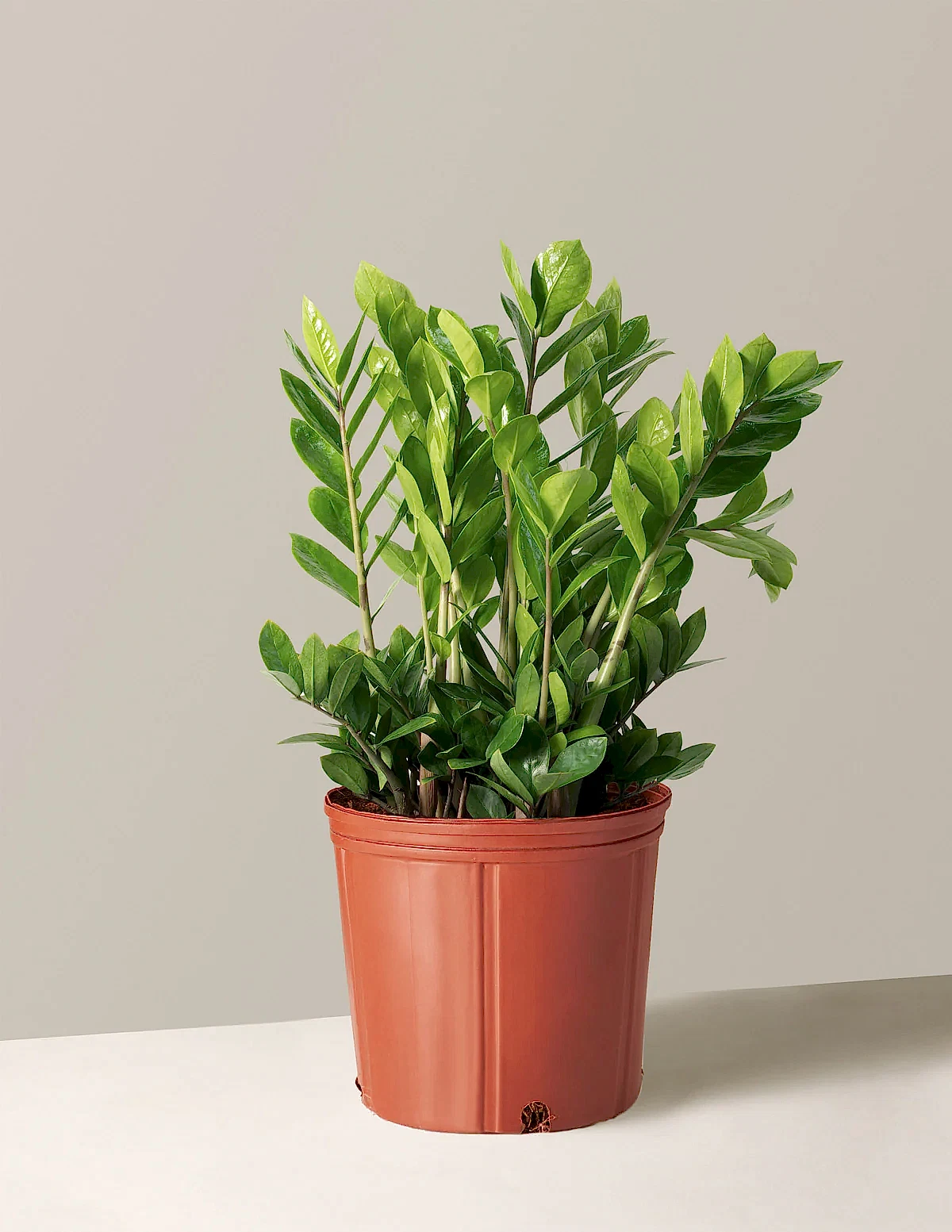 ZZ Plant
