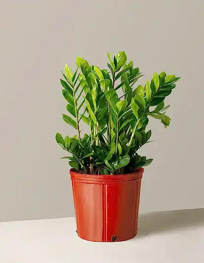 ZZ Plant