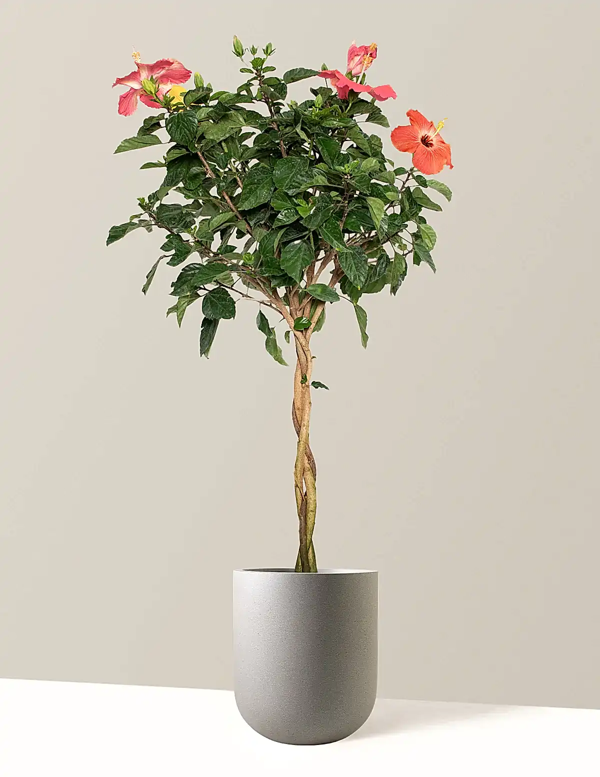Large Braided Hibiscus