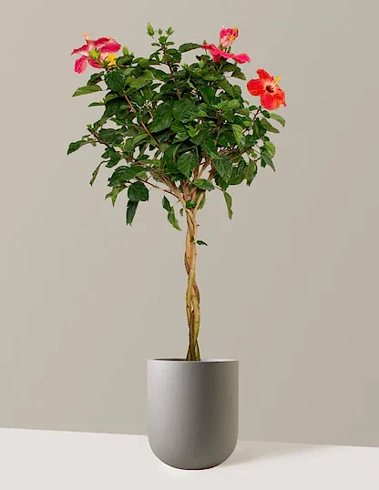 Large Braided Hibiscus