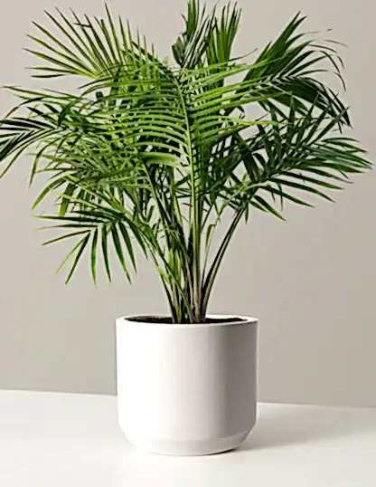 Large Majesty Palm