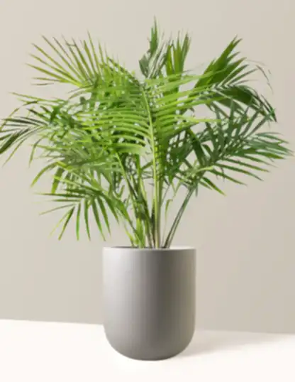 Large Majesty Palm