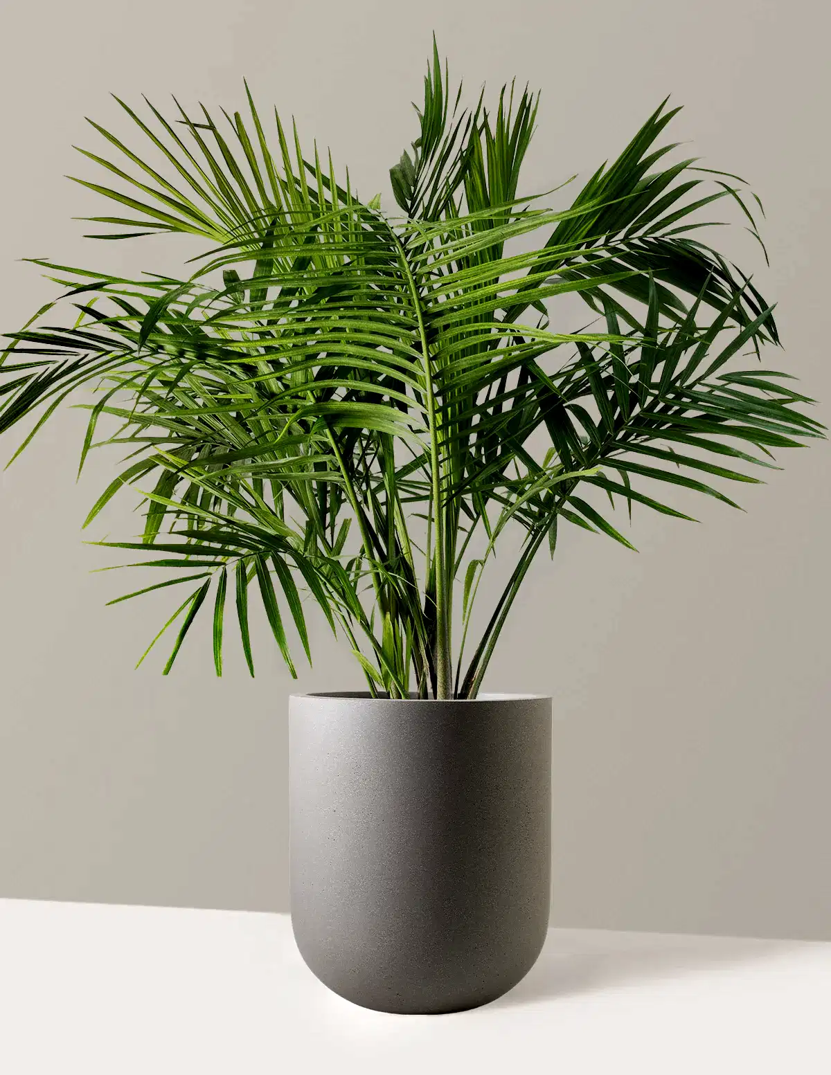 Large Majesty Palm