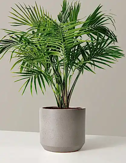 Large Majesty Palm