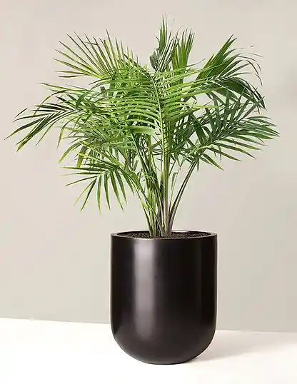 Large Majesty Palm