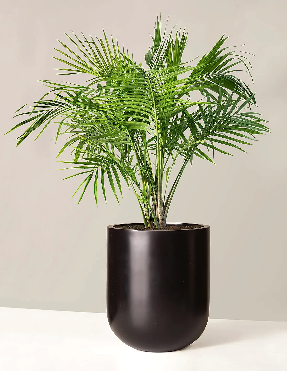 Large Majesty Palm