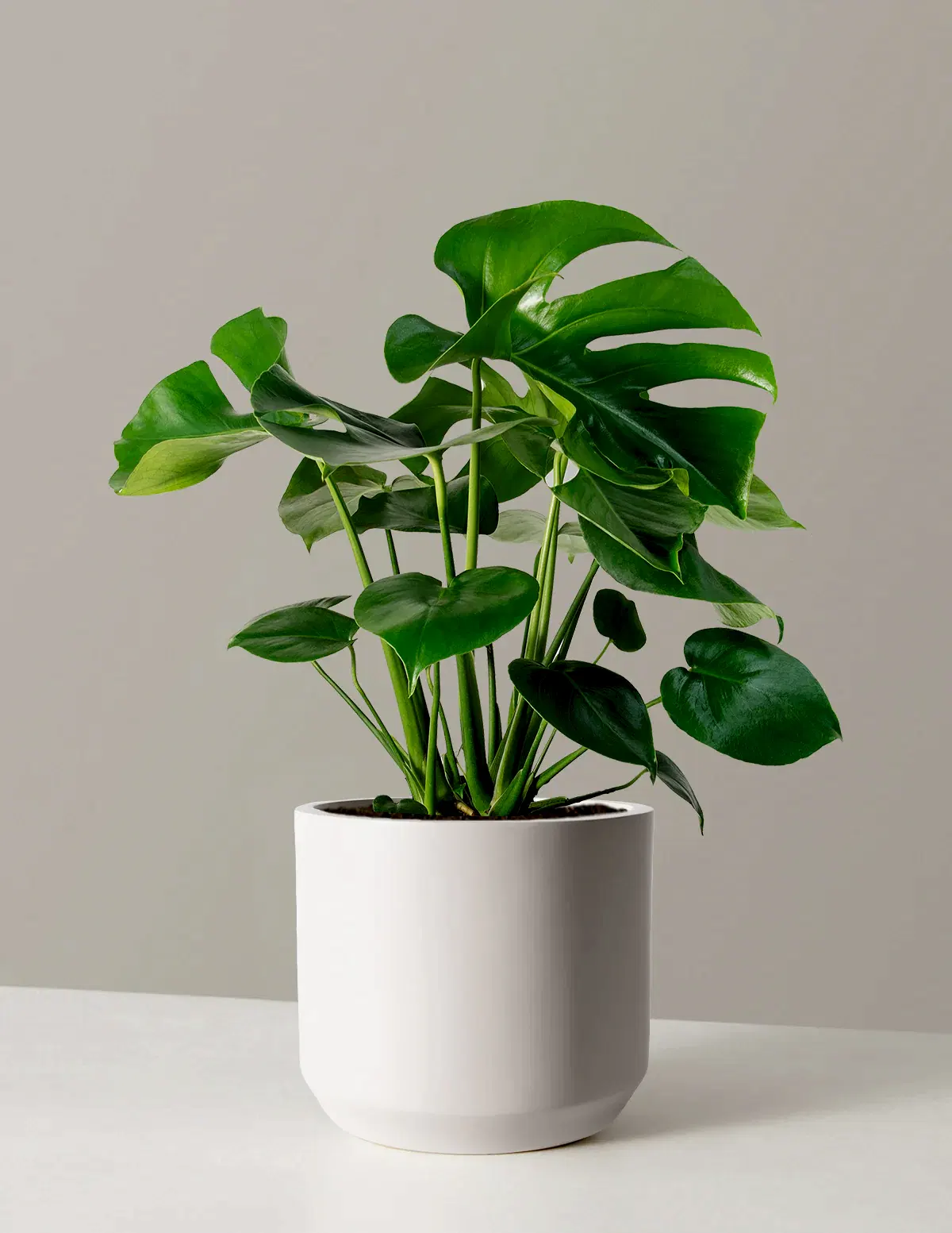 Monstera Deliciosa