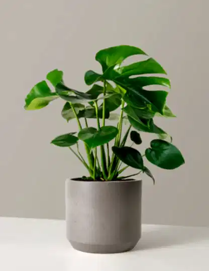 Monstera Deliciosa