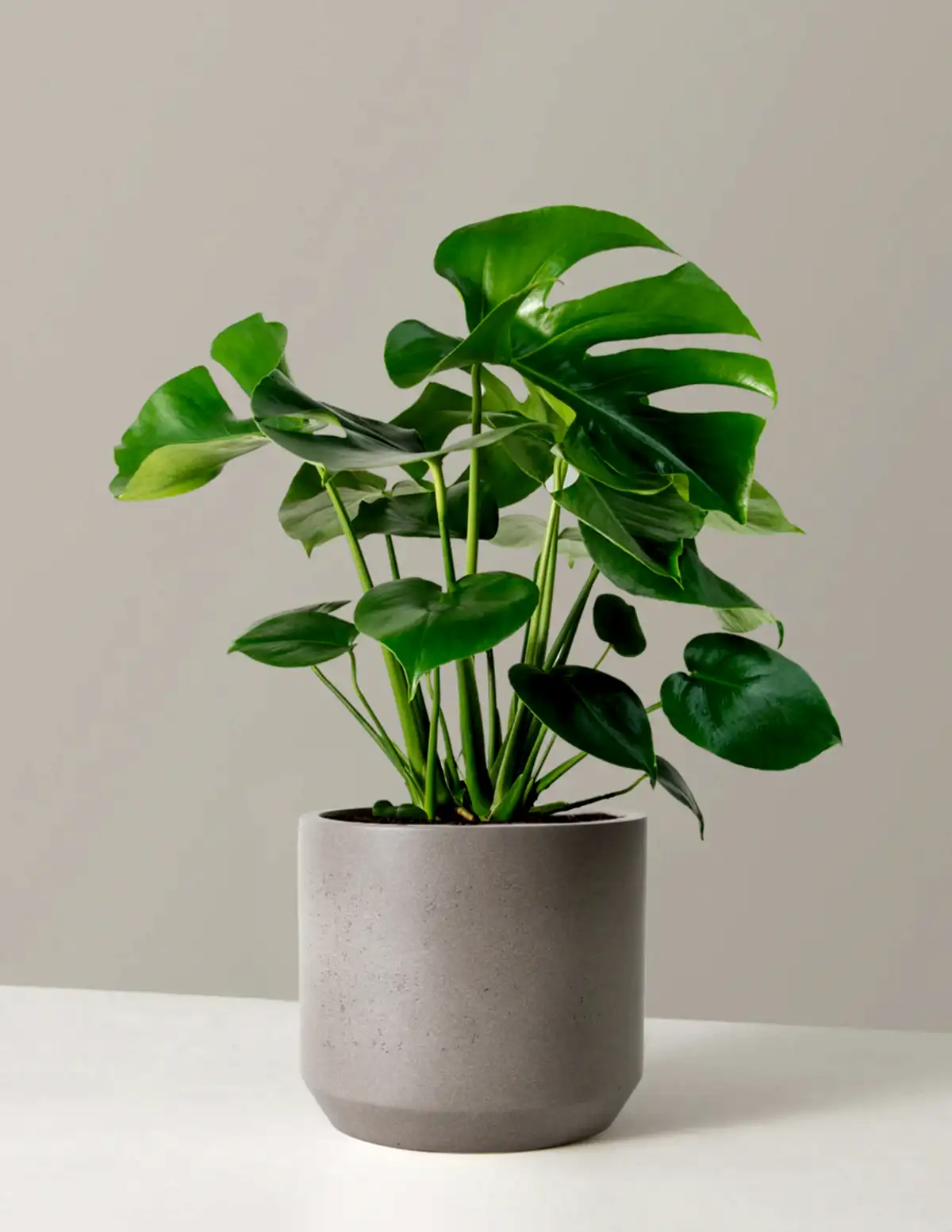Monstera Deliciosa