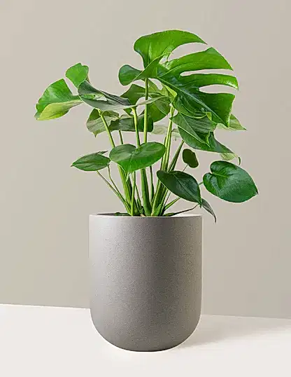 Monstera Deliciosa