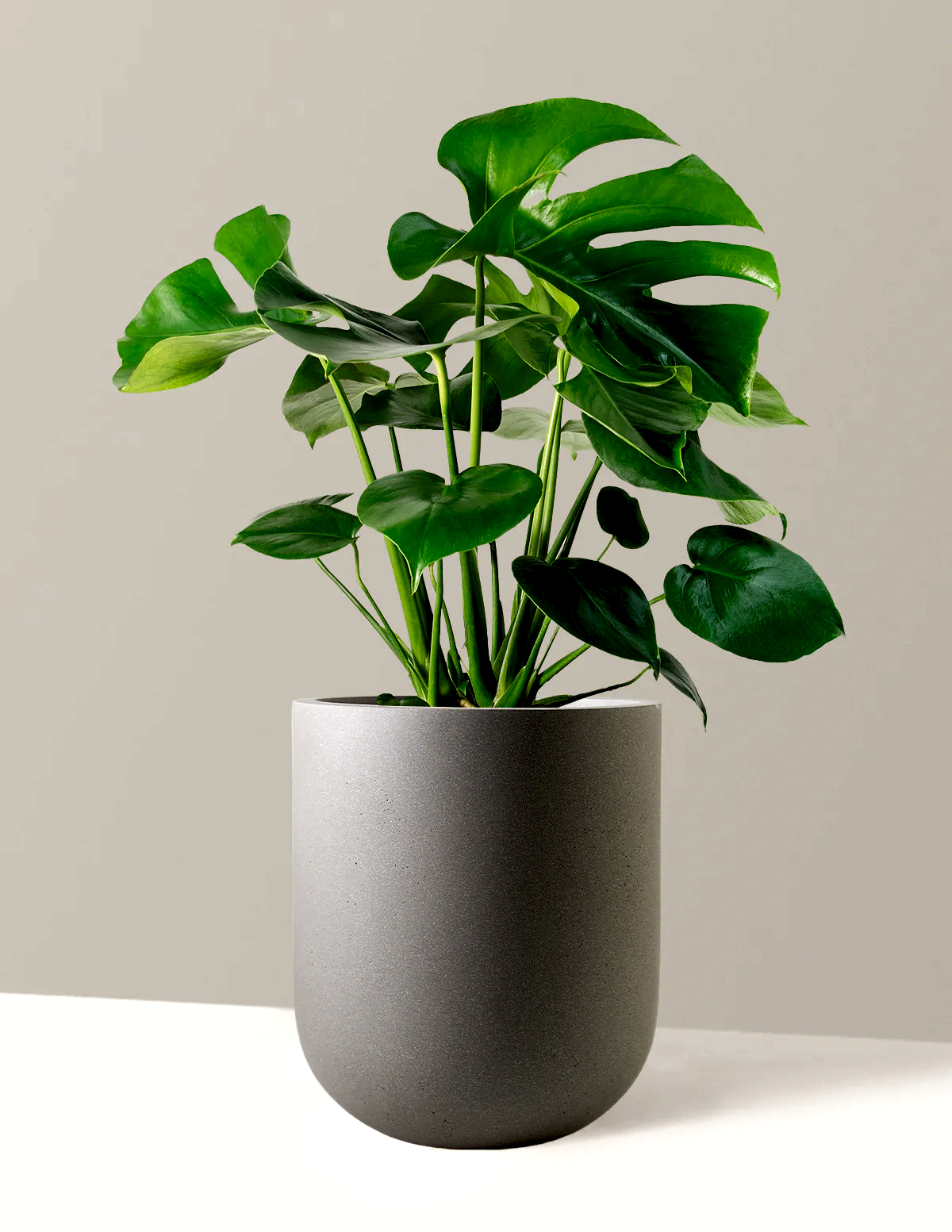 Monstera Deliciosa