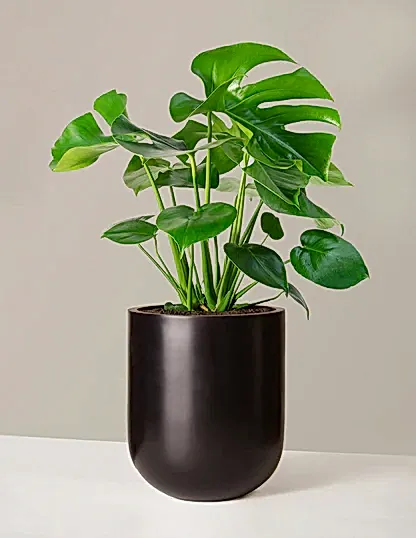Monstera Deliciosa