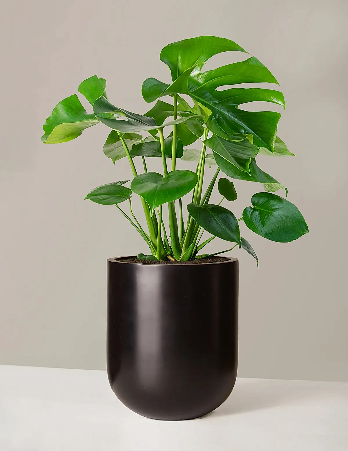 Monstera Deliciosa