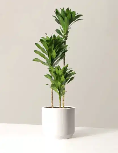 Large Dracaena Compacta Cane