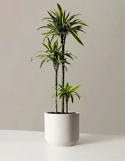 Large Dracaena Lemon Lime