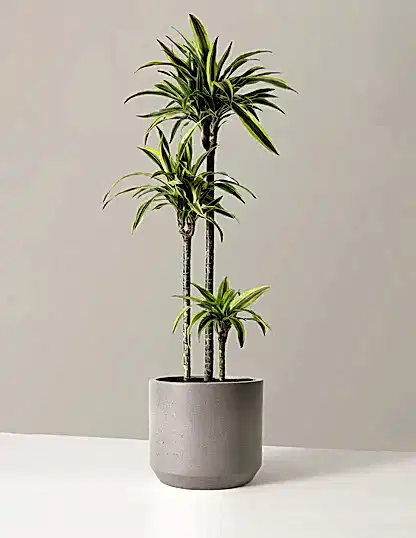 Large Dracaena Lemon Lime