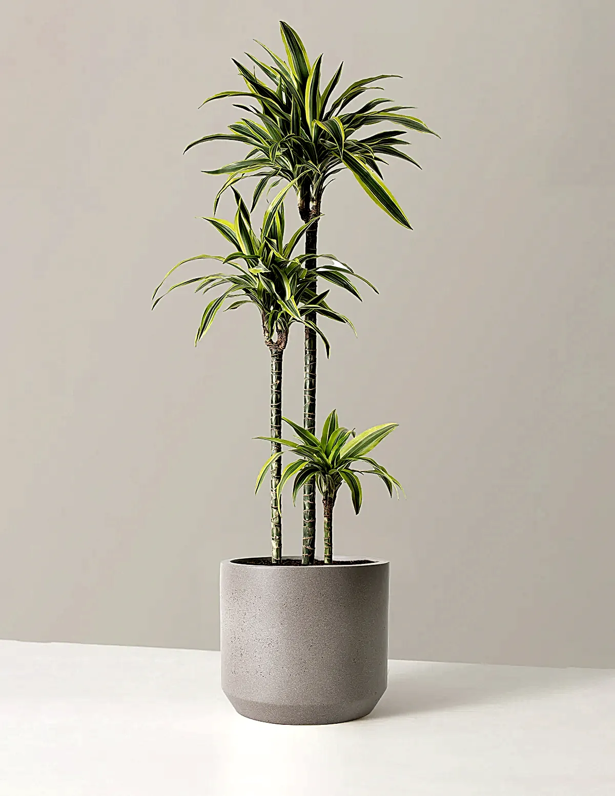 Large Dracaena Lemon Lime