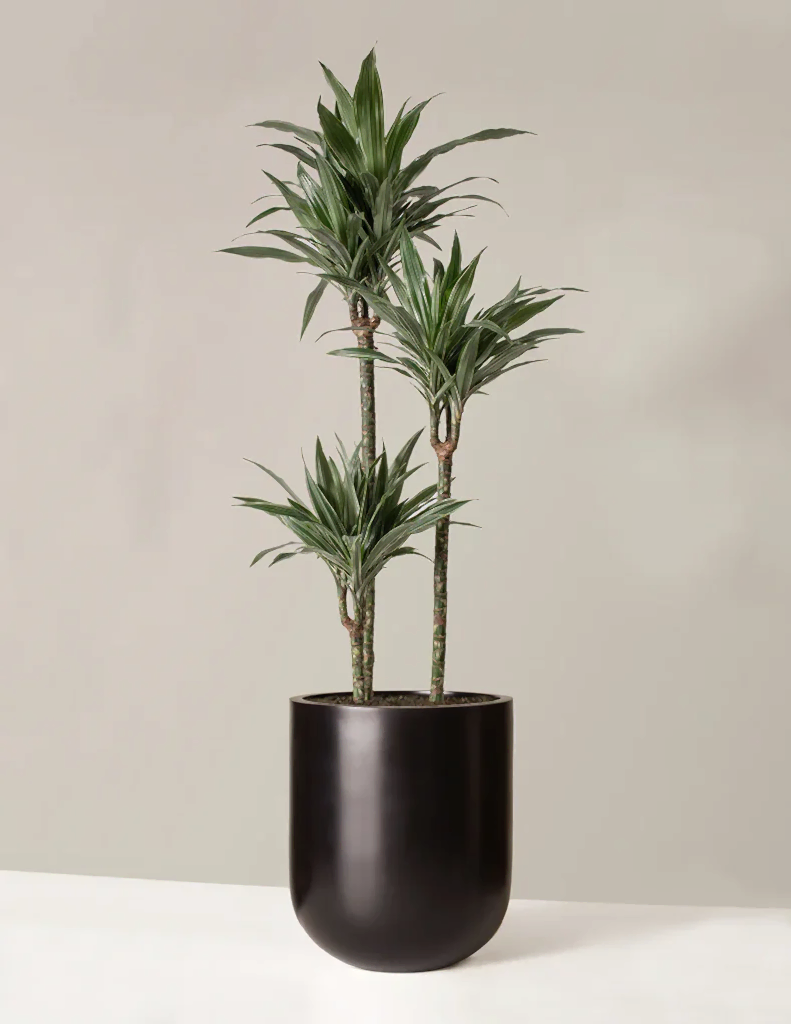 Large Dracaena Warneckii
