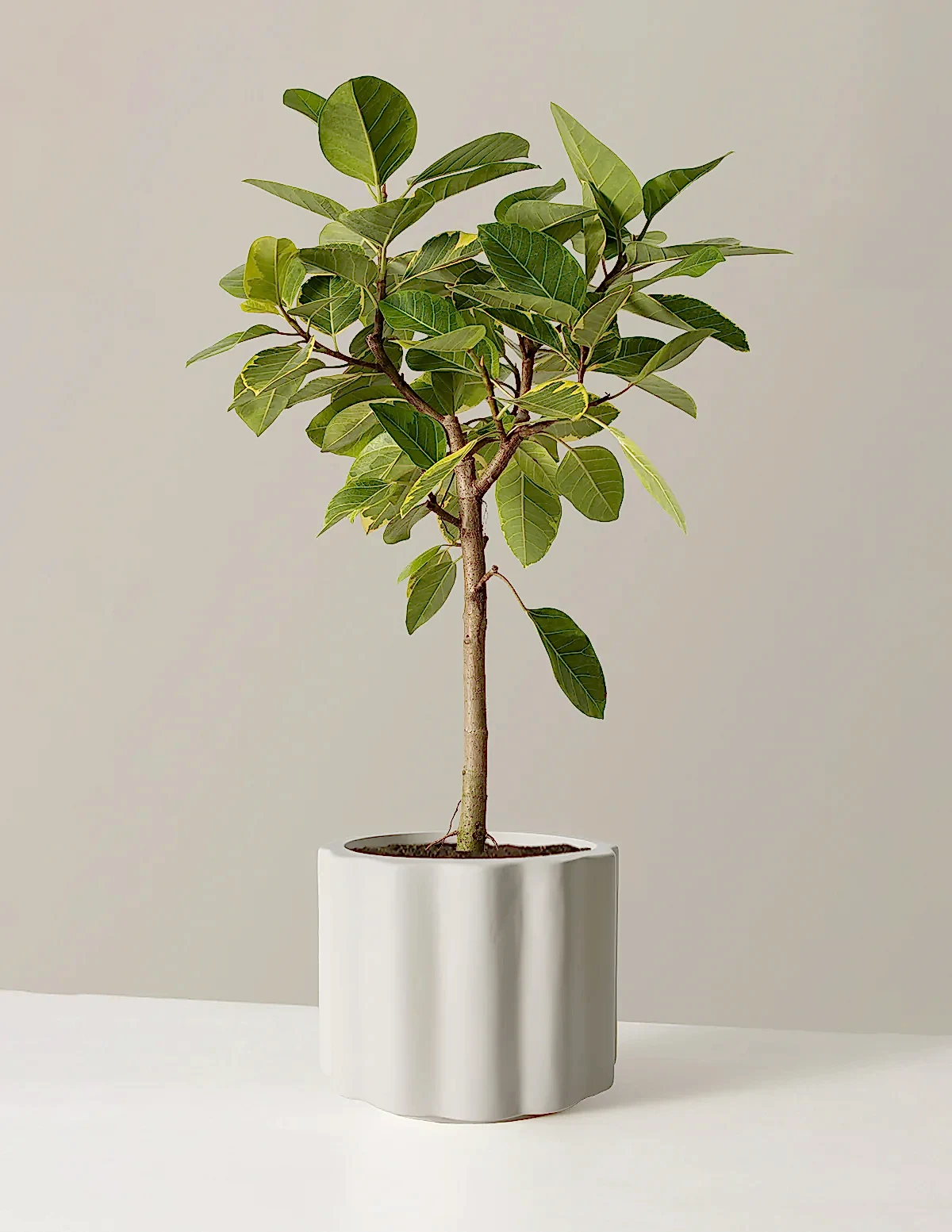 Balboa Planter
