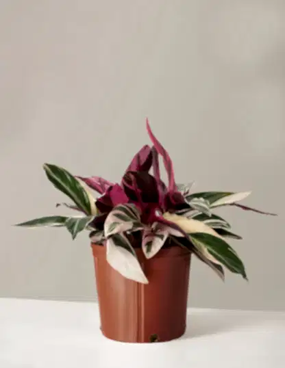 Stromanthe Triostar