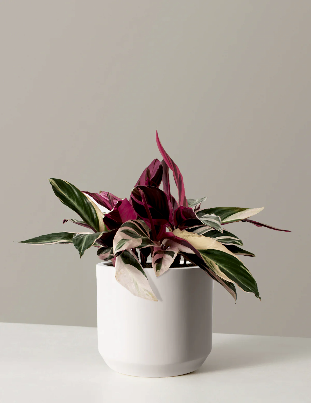 Stromanthe Triostar