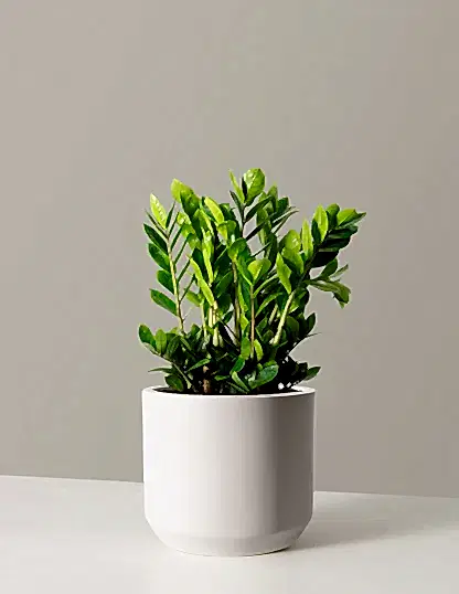 ZZ Plant