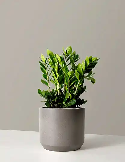 ZZ Plant