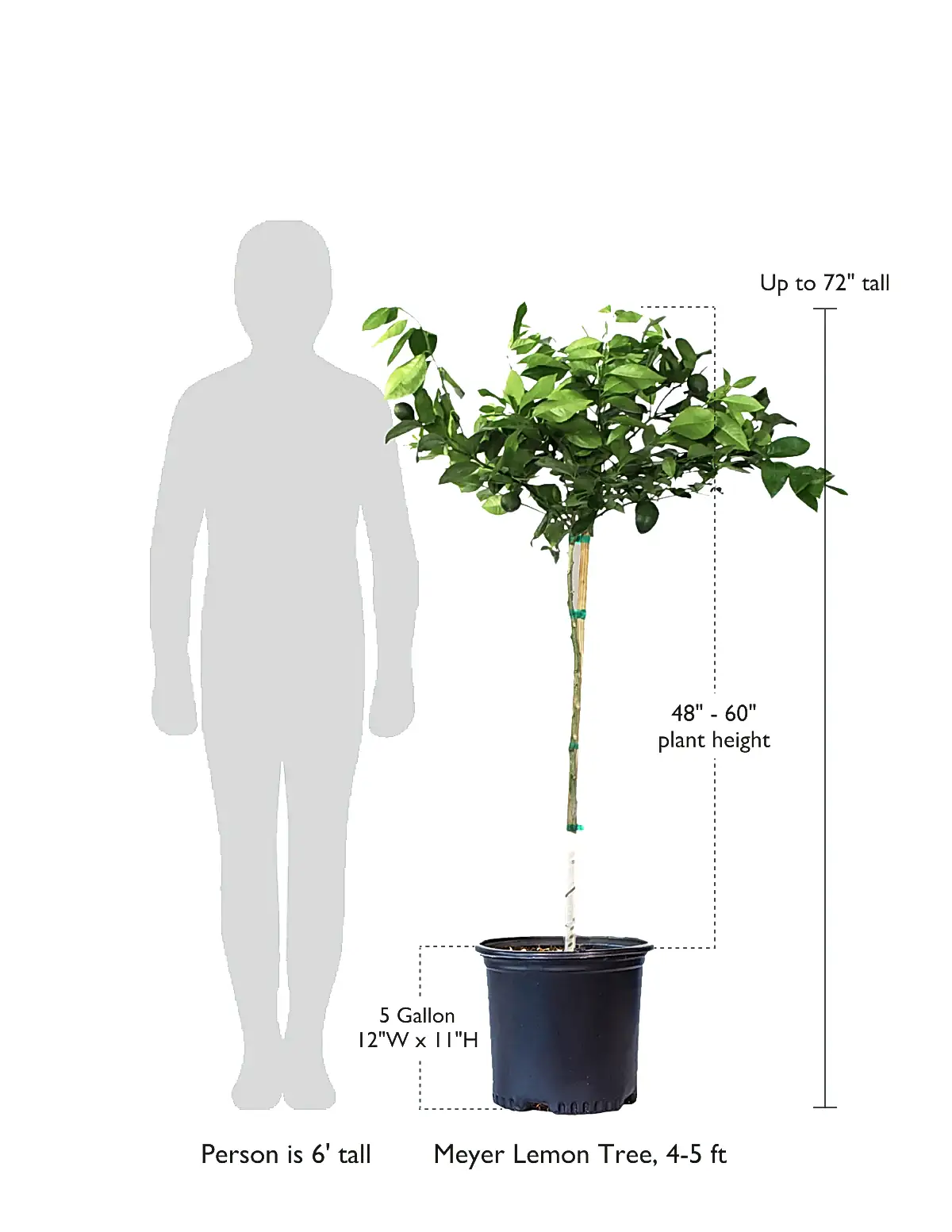 size-guide