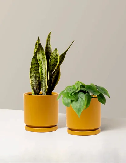 Living Room Duo