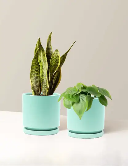 Living Room Duo