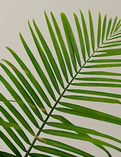 Large Majesty Palm