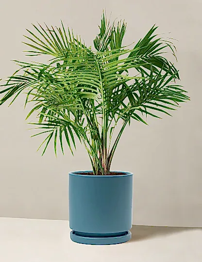 Large Majesty Palm