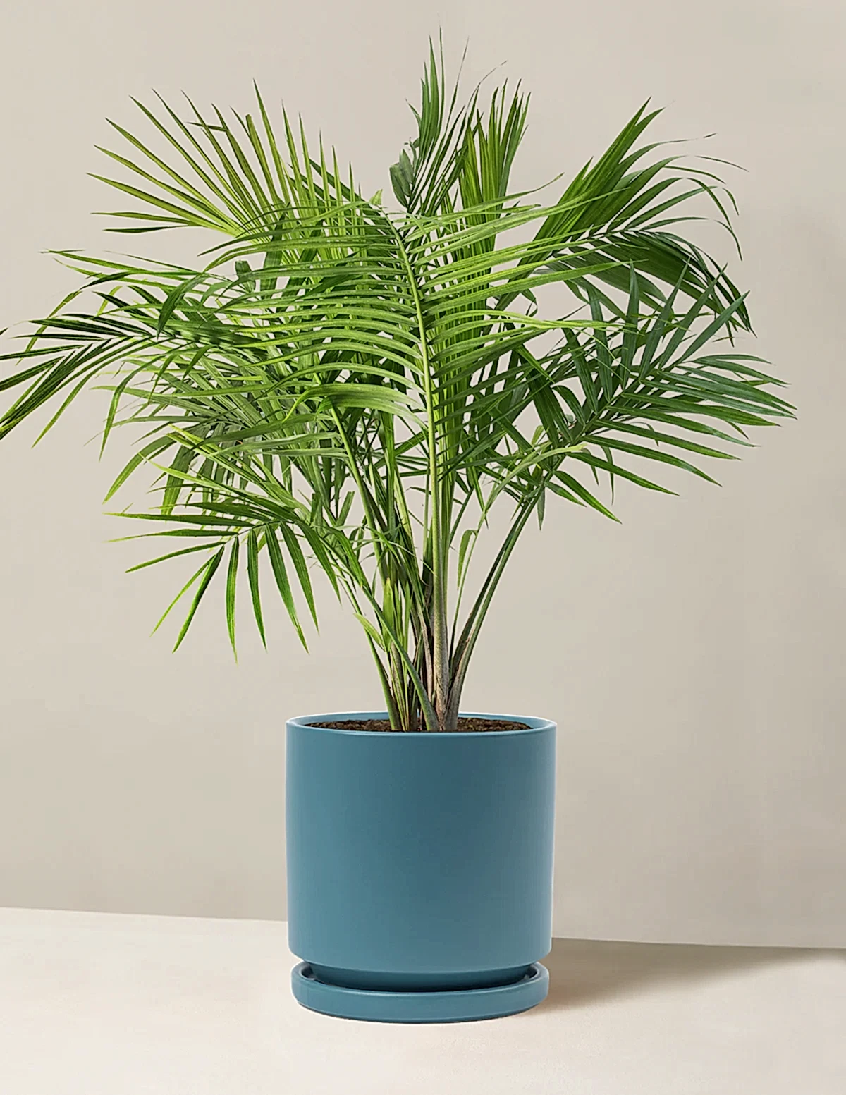 Large Majesty Palm
