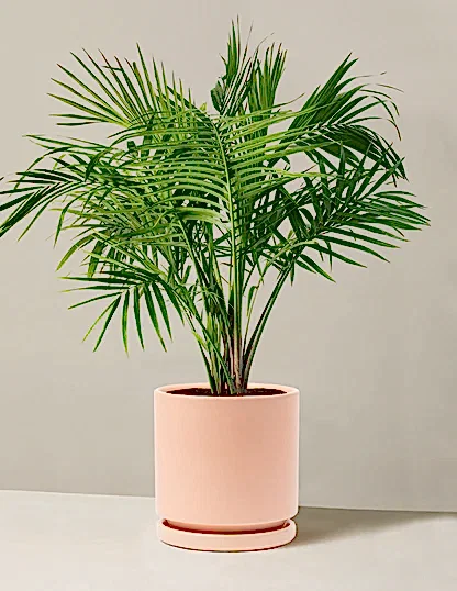 Large Majesty Palm