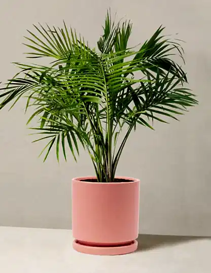 Large Majesty Palm