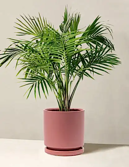 Large Majesty Palm