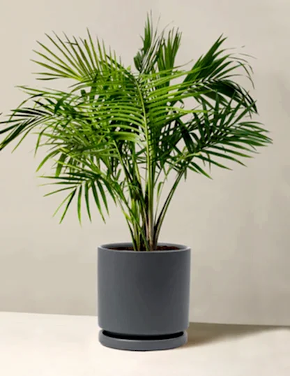 Large Majesty Palm