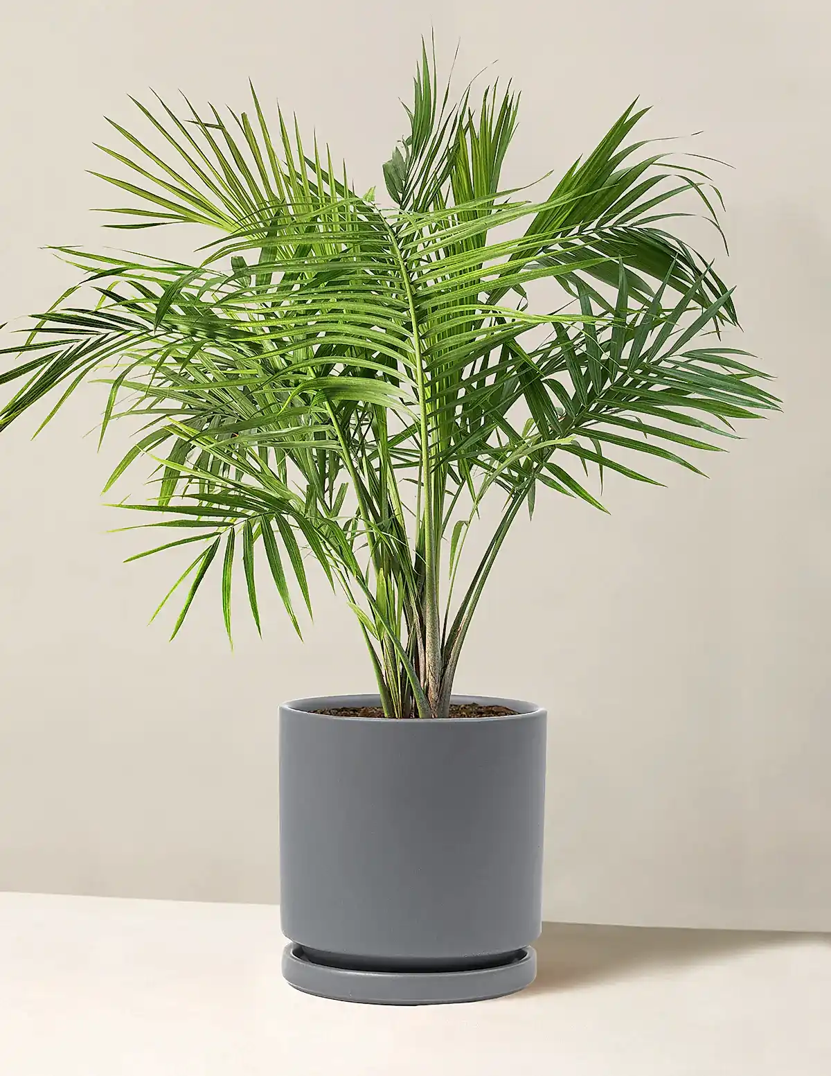 Large Majesty Palm