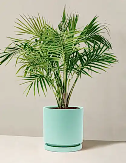 Large Majesty Palm