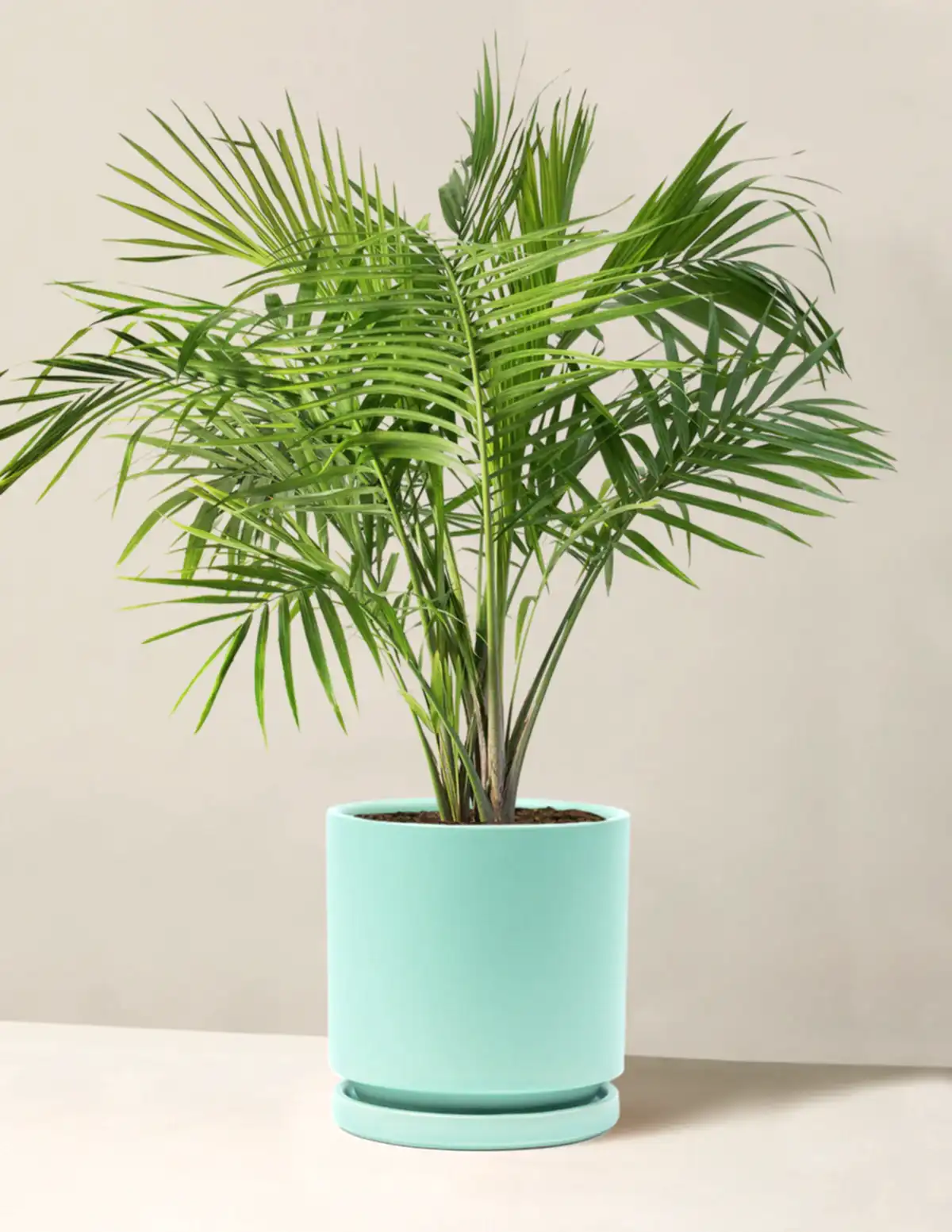 Large Majesty Palm