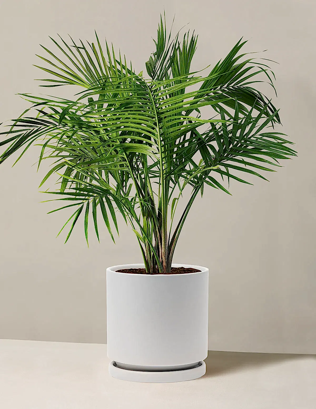 Large Majesty Palm