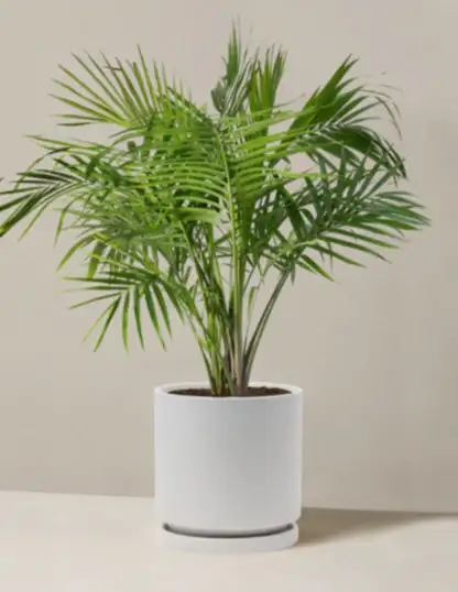 Large Majesty Palm