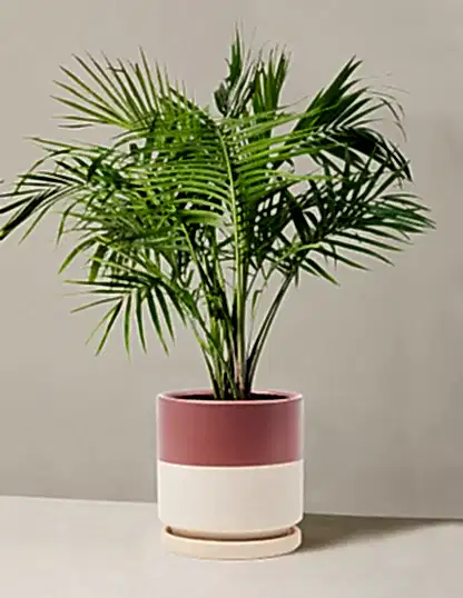 Large Majesty Palm