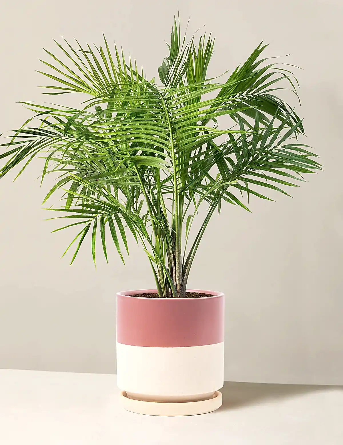 Large Majesty Palm