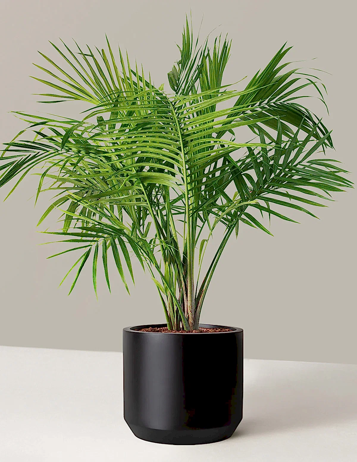 Large Majesty Palm