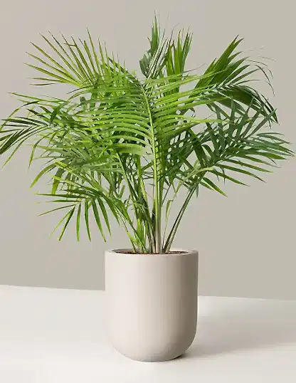Large Majesty Palm