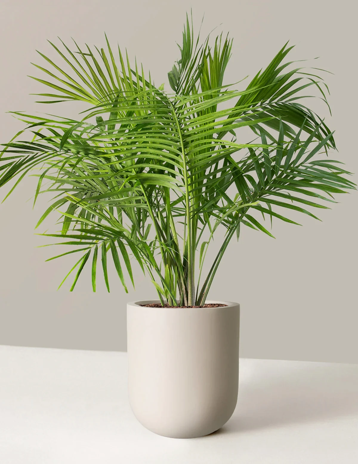 Large Majesty Palm